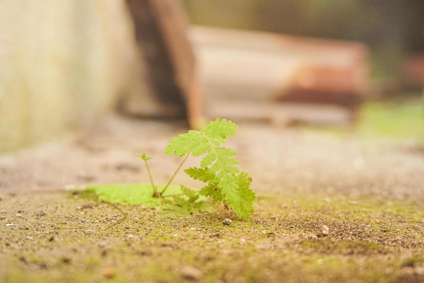 small plants growing on green moss photo