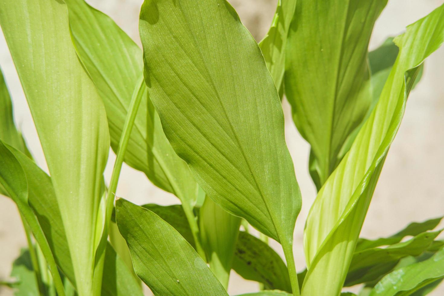 Turmeric leaves or turmeric, is one of the original spices and