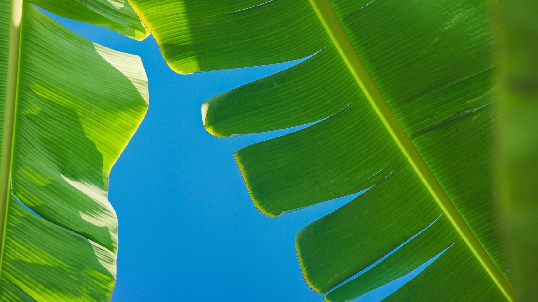textured banana tree leaf background with bright blue sky photo