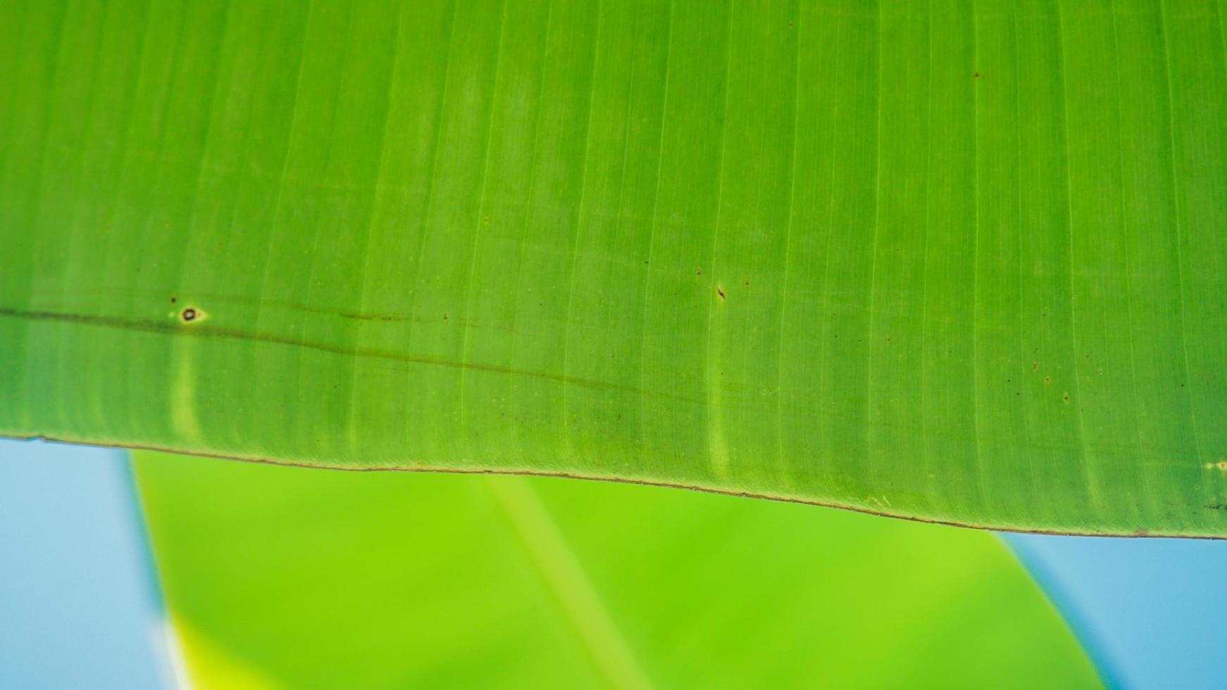 Fondo de hojas de plátano con textura, enfoque selectivo foto