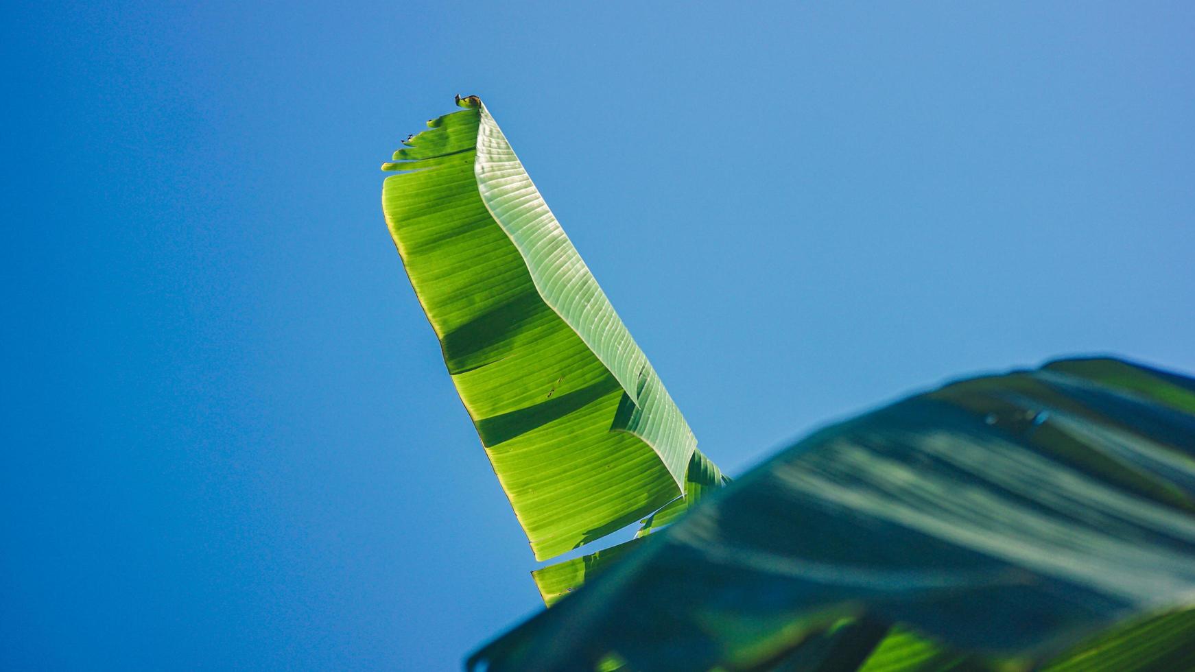 Fondo de hoja de plátano texturizado con cielo azul brillante foto