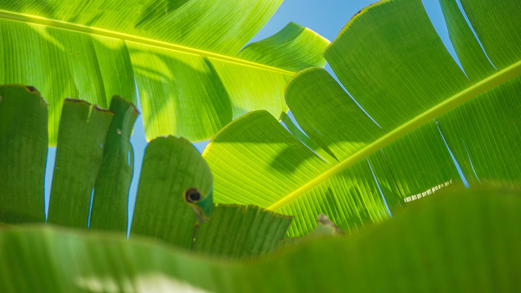 textured banana tree leaves background, selective focus photo