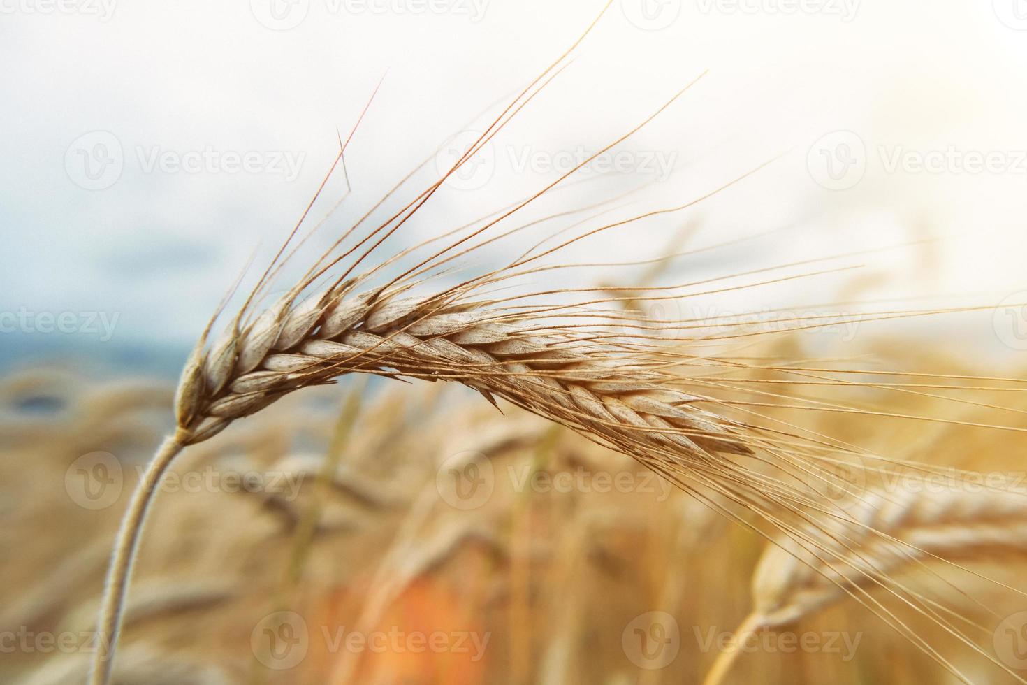 One spikelet of wheat in sunlight is shot close-up on the background of the field. Rip crop, summer harvest time. Future bread. Natural resource. Selective focus. Concept of great harvest photo