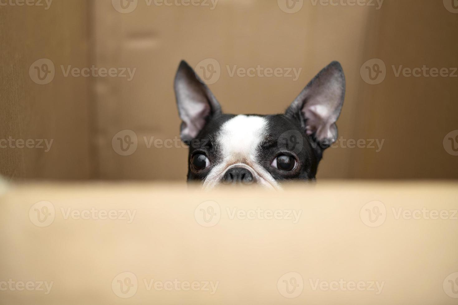 Funny Boston Terrier dog plays and carefully looks out of a cardboard box photo