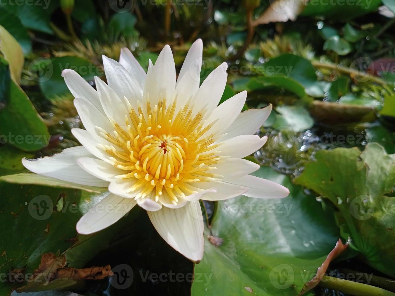 white egyptian lotus Flowers for worshiping Buddha or decorate your garden, office photo