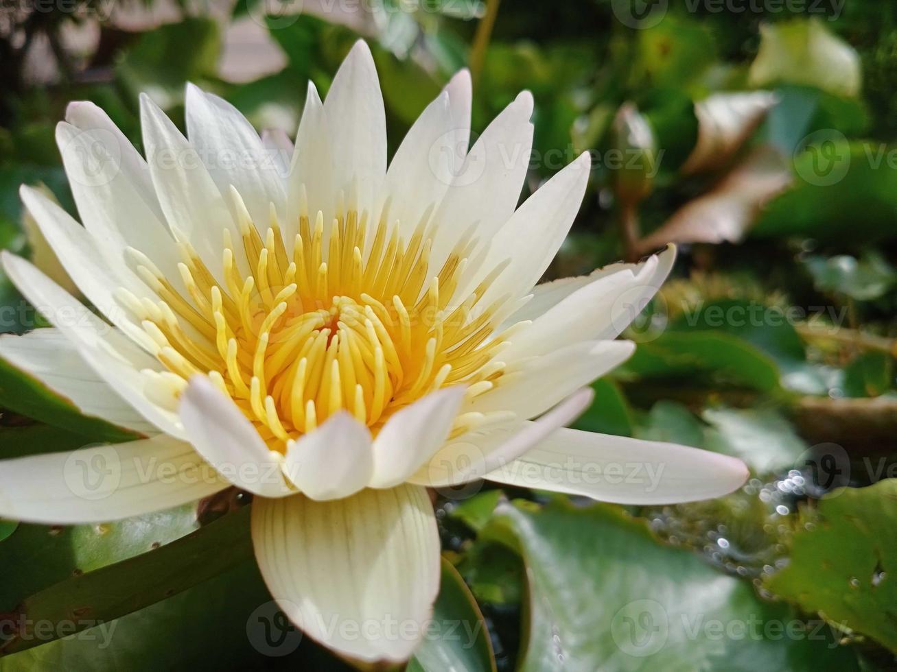 white egyptian lotus Flowers for worshiping Buddha or decorate your garden, office photo