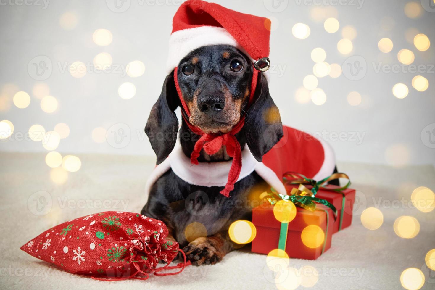 lindo perro dachshund en un sombrero de santa en el fondo de un árbol de navidad foto