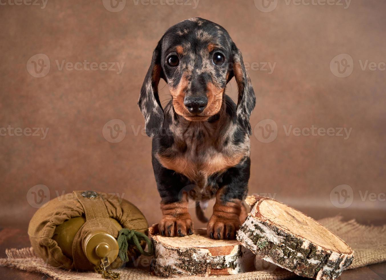 A small marble-colored dachshund puppy stands next to a flask of water and watches what is happening from wooden birches. Hunting dog concept photo