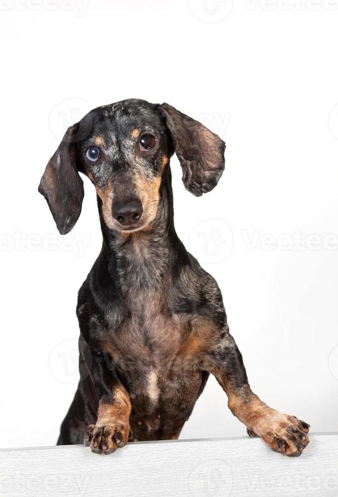 Portrait of an old frightened gray-haired dachshund dog, peeking out from behind a partition photo
