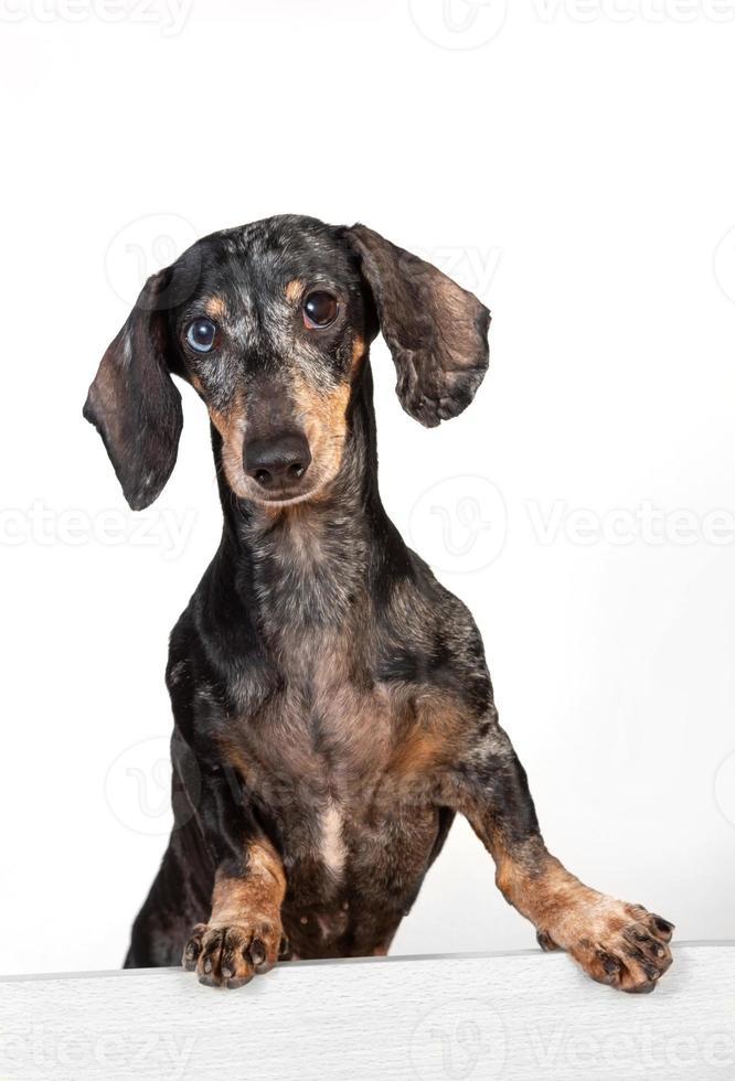 retrato de un viejo perro salchicha de pelo gris asustado, asomándose por detrás de una partición foto