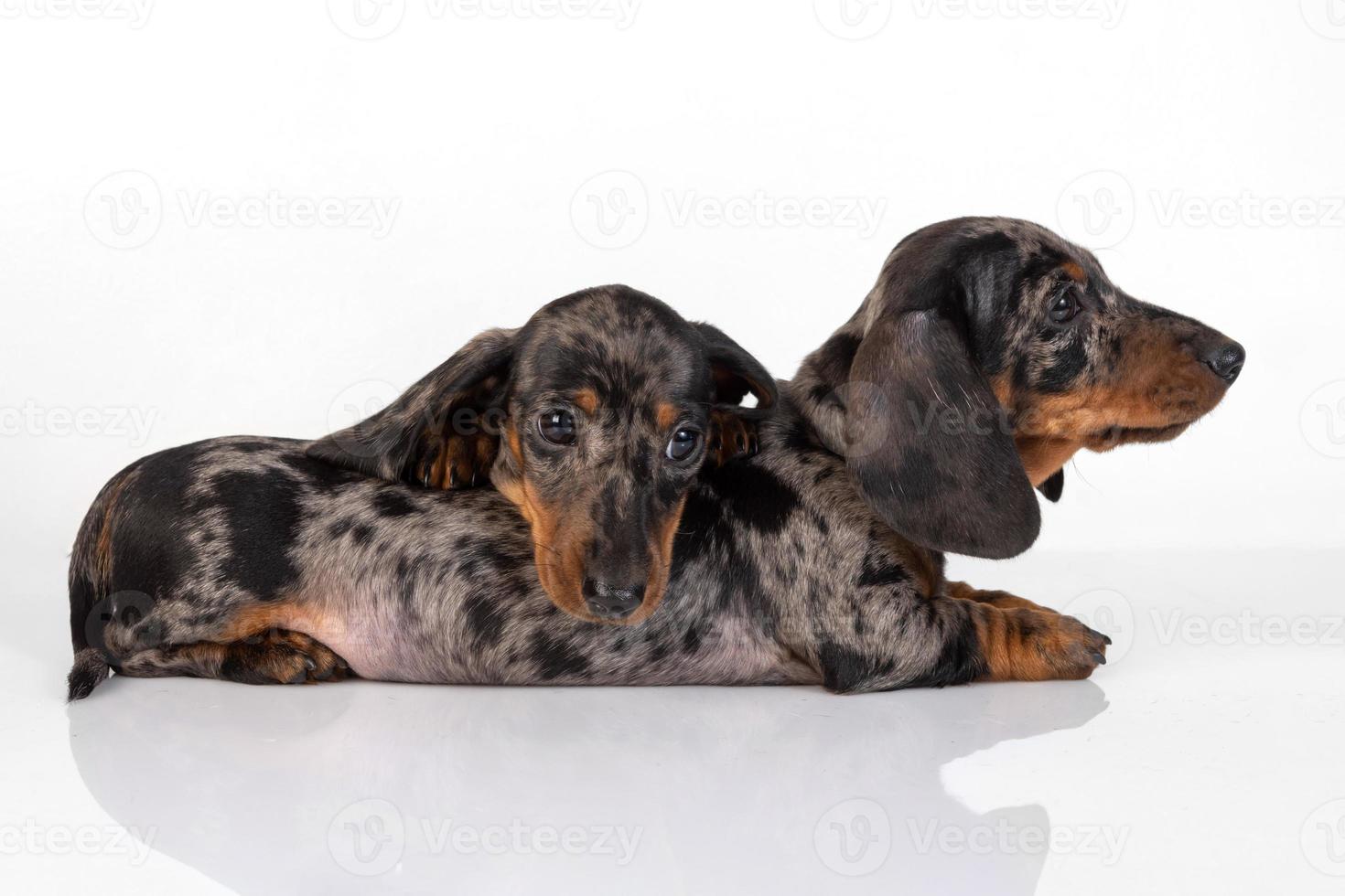 un par de cachorros de dachshund de pelo liso de mármol se cansaron foto