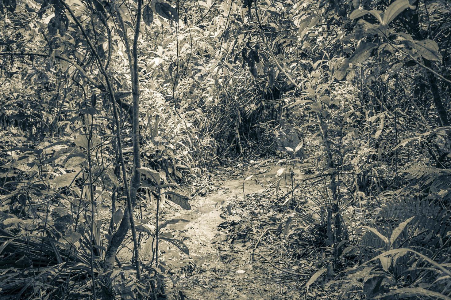 Hiking trail in natural tropical jungle forest Ilha Grande Brazil. photo