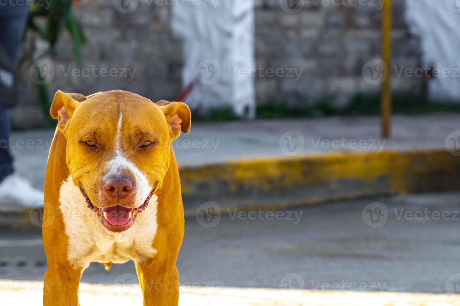 perro callejero marrón en el ferry en chiquila mexico. foto