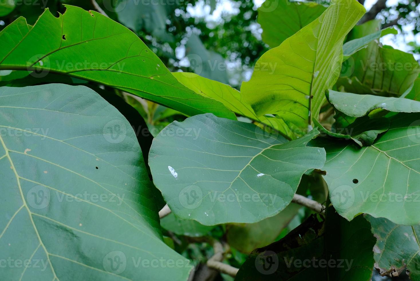 Teak leaf - Green teak leaf texture. Green teak leaf in the forest photo
