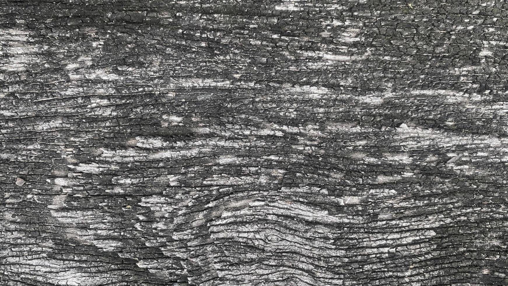 Old wood texture crack, gray-white tone. Use this for wallpaper or background image. There is a blank space for text. photo