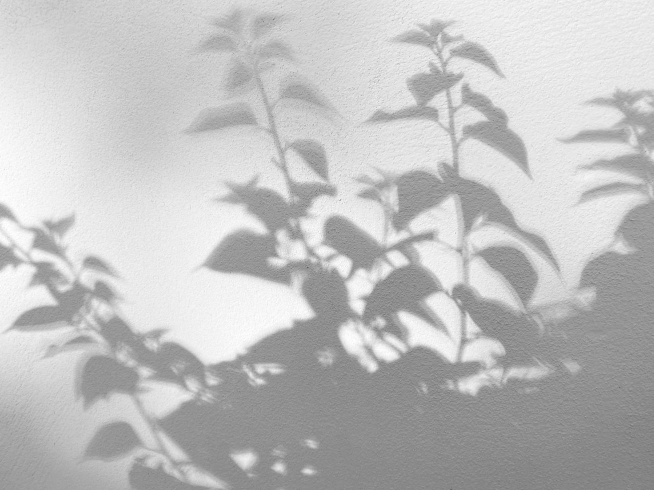 Abstract Shadow. blur texture background. gray leaves that reflect concrete walls on beige concrete wall. photo