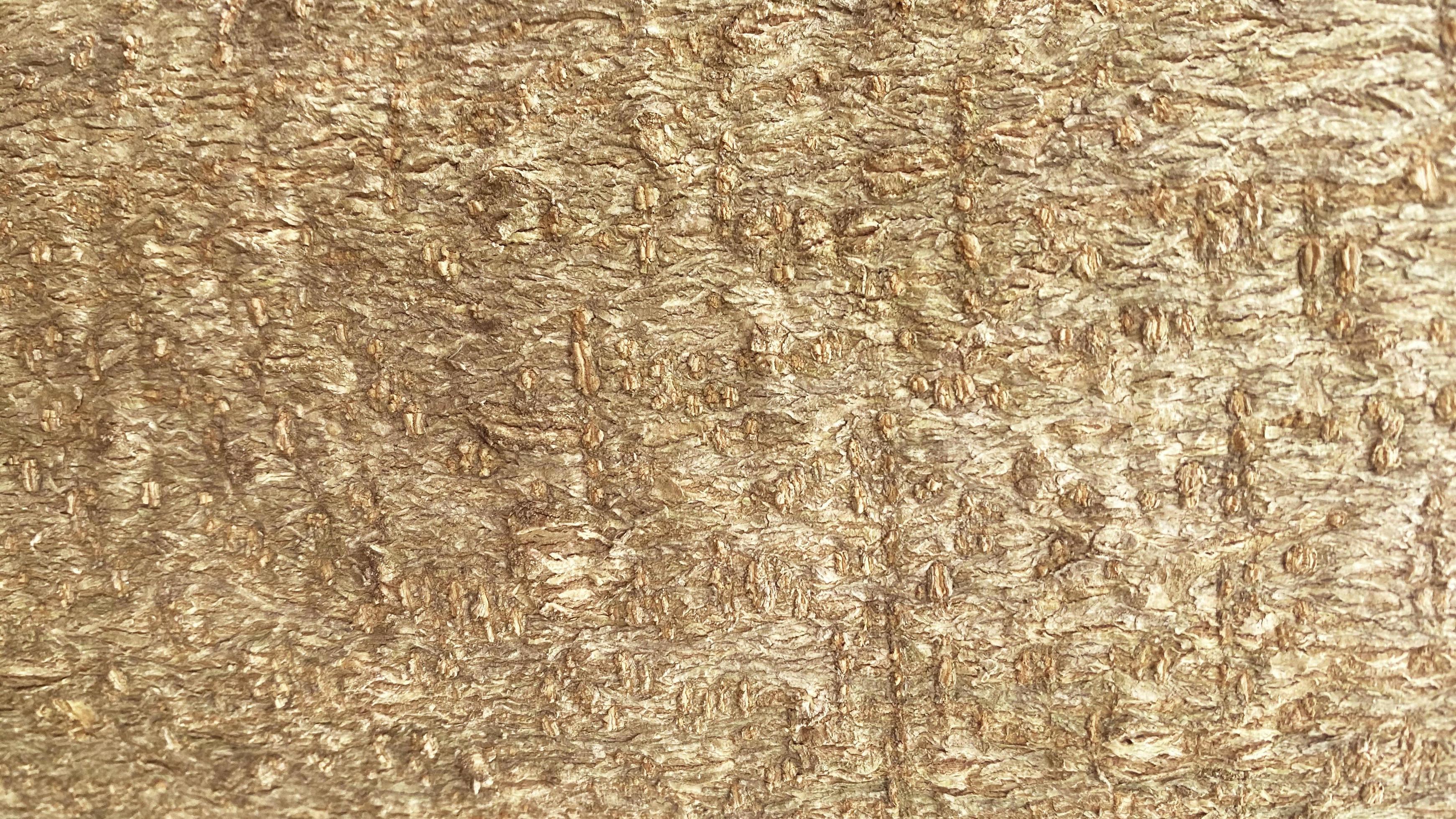 Seamless texture bark has a rough, brown texture, suitable for making a background. And wallpapers There is a blank space for writing messages. 15234331 Stock Photo at Vecteezy Seamless texture bark has a rough, brown texture, suitable for making a background. And wallpapers There is a blank space for writing messages. 15234331 Stock Photo at Vecteezy