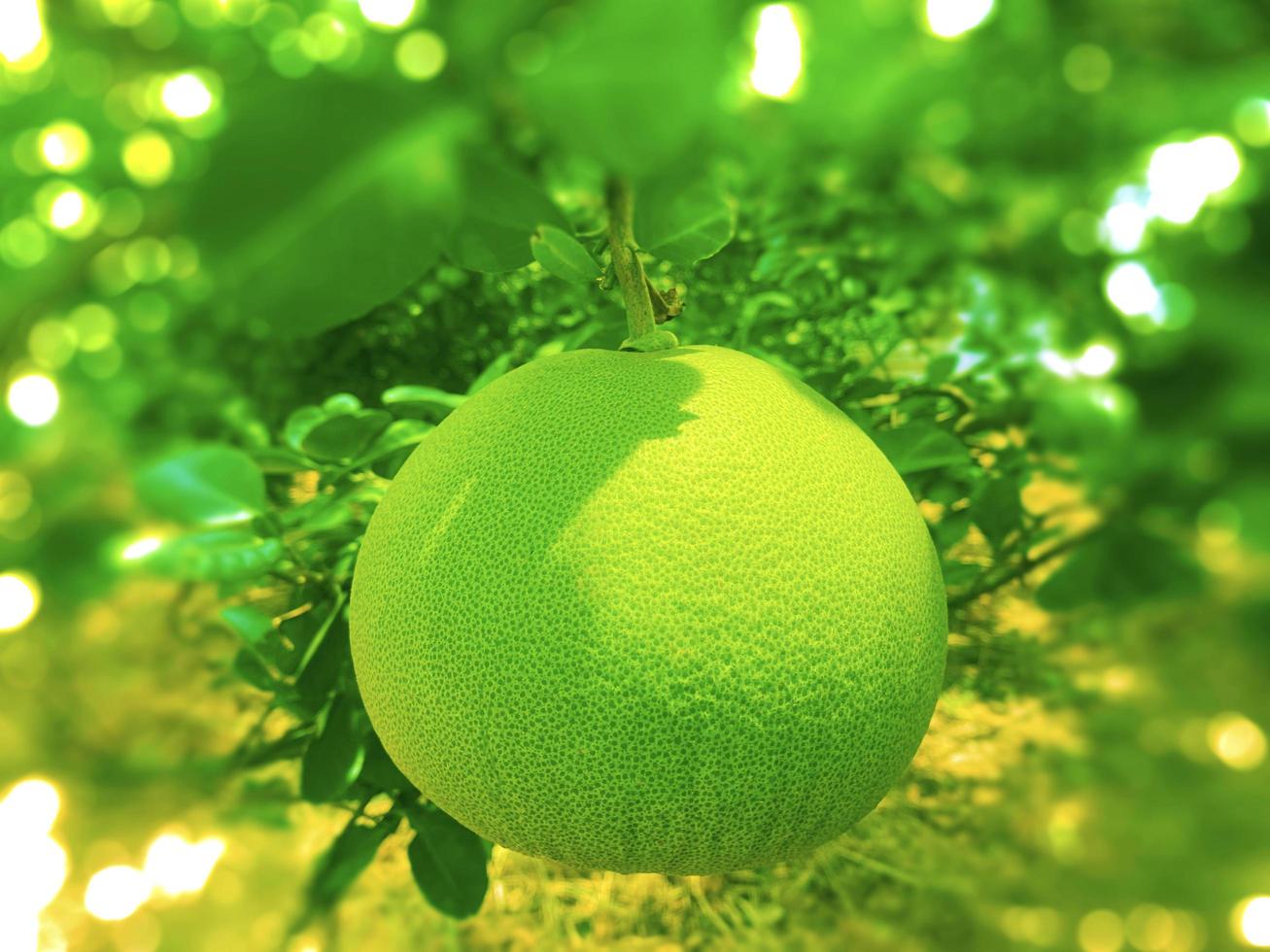 Whole fresh  pomelo fruits hang on the trees in the pomelo garden. Harvest of tropical pomelo in orchard. Pomelo is the traditional new year food in China. in bokeh blur background concept. photo