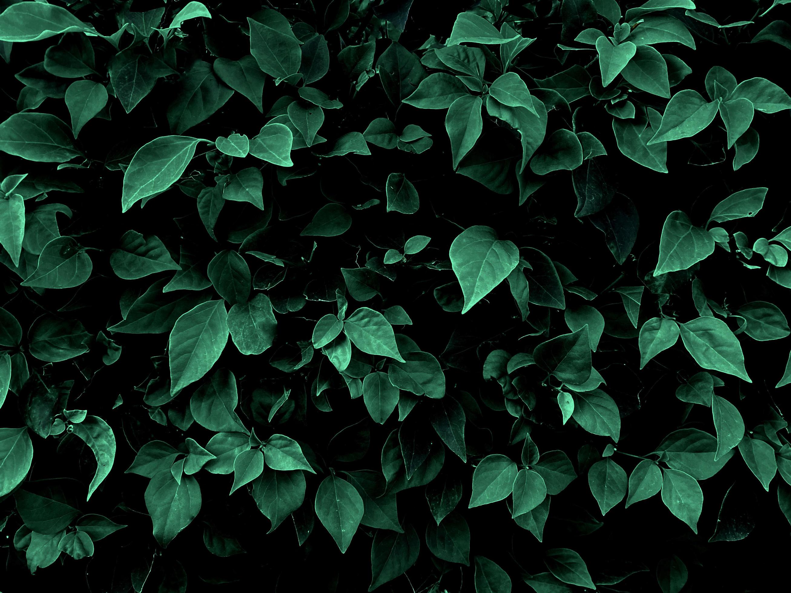 leaf in dark green texture, abstract pattern nature background.used for
