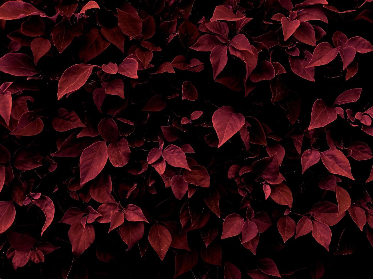leaf in dark red texture, abstract pattern nature background.used for making backgrounds or wallpapers with space for text. photo