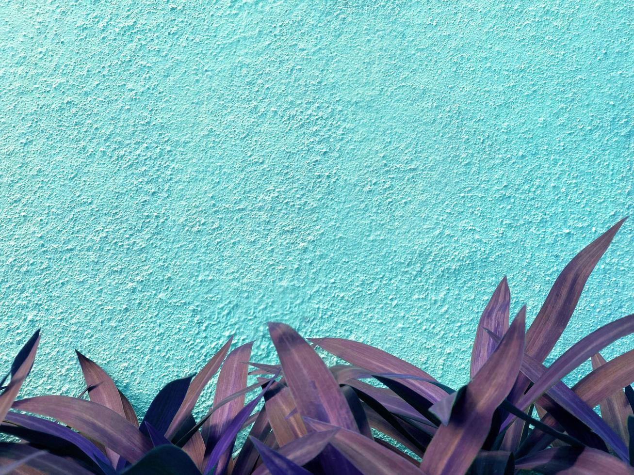 Seamless texture of light blue cement wall a rough surface,There are decorative leaves below. With space for text, cement wallpaper,for a background. photo