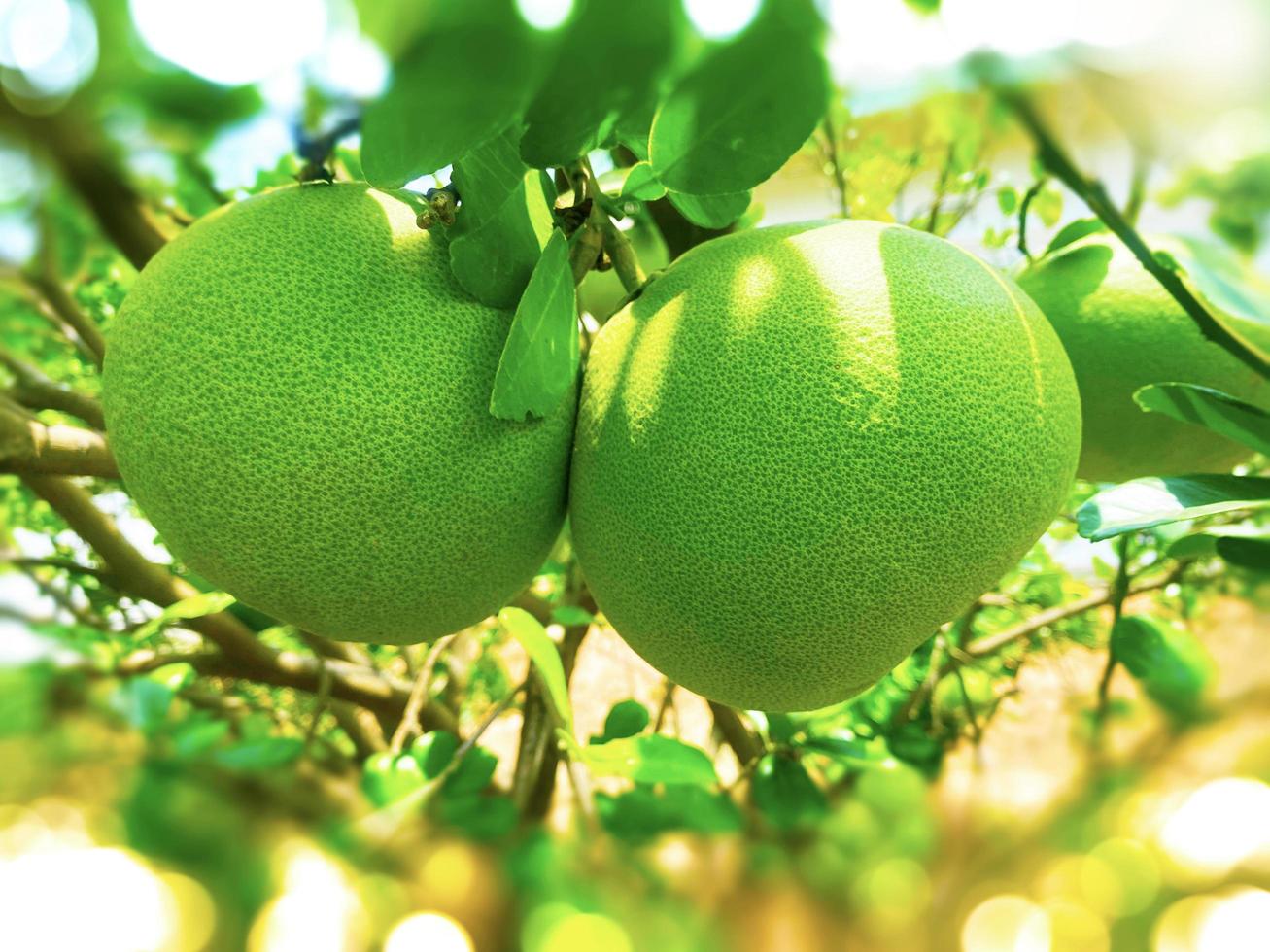 frutos de pomelo frescos enteros cuelgan de los árboles en el jardín de pomelo. cosecha de pomelo tropical en huerto. El pomelo es la comida tradicional de año nuevo en China. en concepto de fondo de desenfoque de bokeh. foto