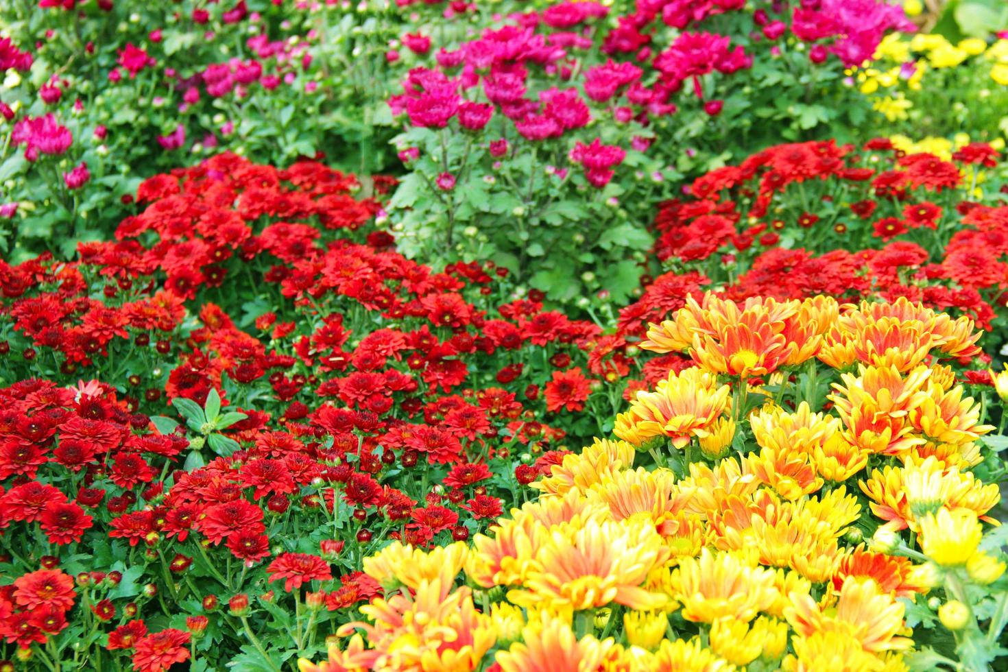 Chrysanthemum, indicum, In full bloom in  garden among green Leave blur background ,selective focus point. photo