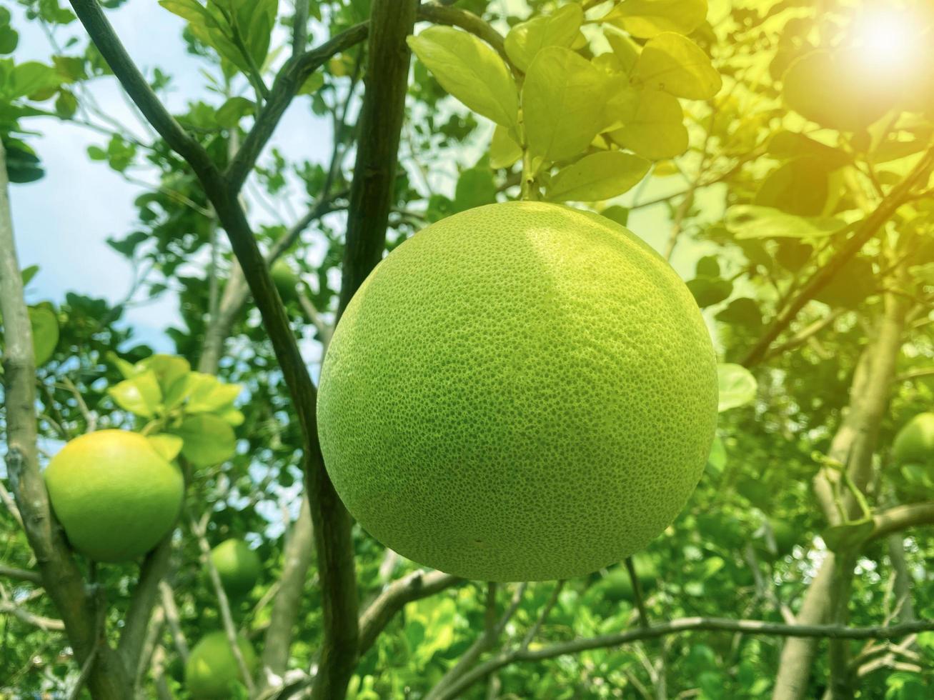 Whole fresh  pomelo fruits hang on the trees in the pomelo garden. Harvest of tropical pomelo in orchard. Pomelo is the traditional new year food in China. In the concept of light reflecting on fruit. photo