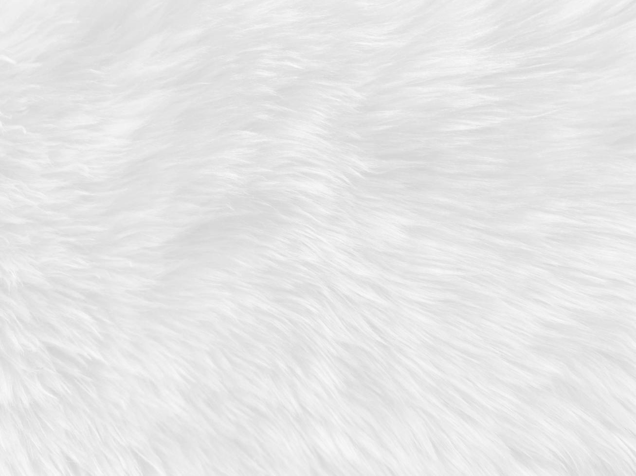 White clean wool  texture background. light natural sheep wool. white seamless cotton. texture of fluffy fur for designers. close-up fragment white wool carpet. photo