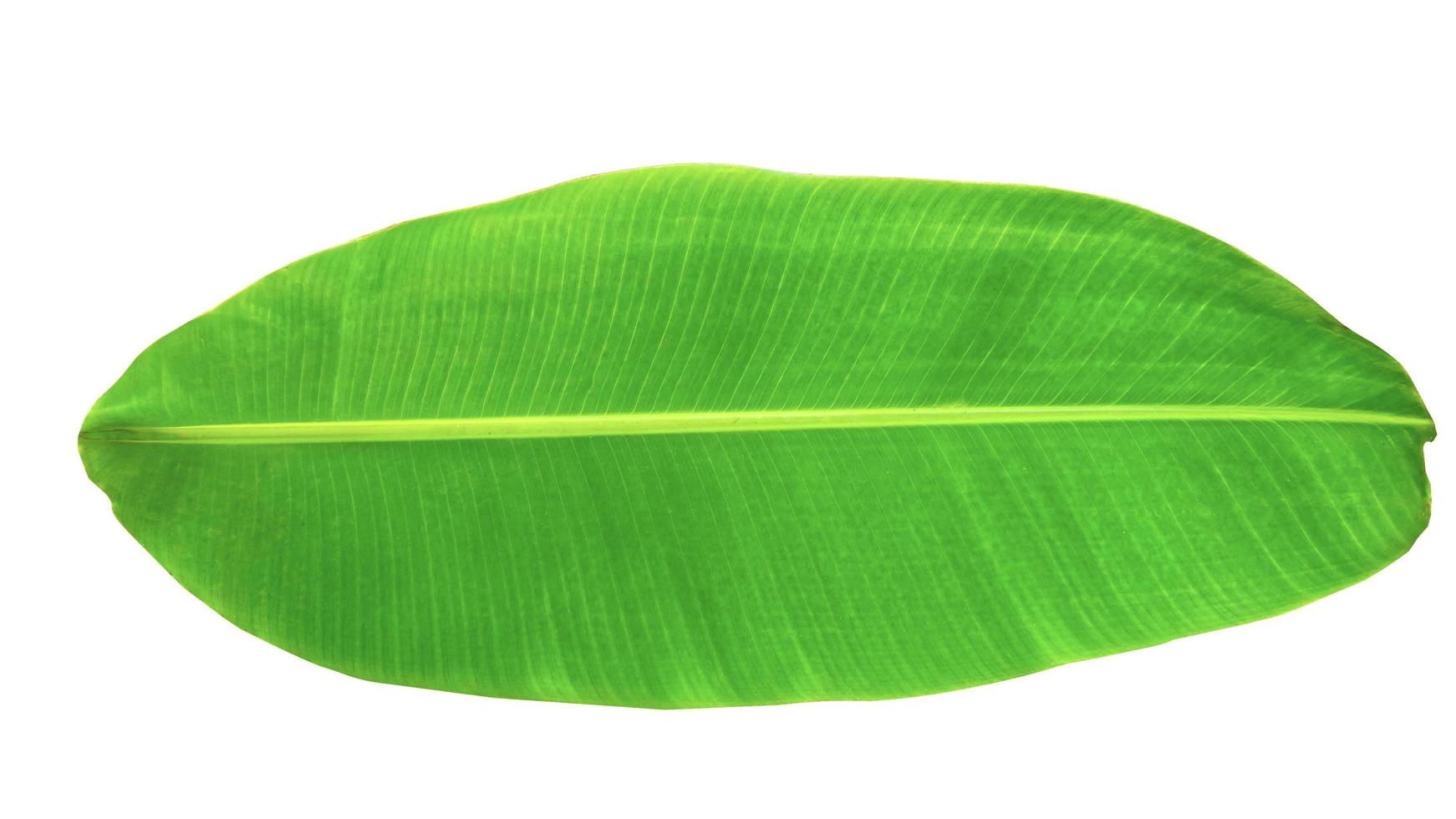 Banana leaf isolated on white background, File contains a clipping path. Concept plant family Musaceae. photo
