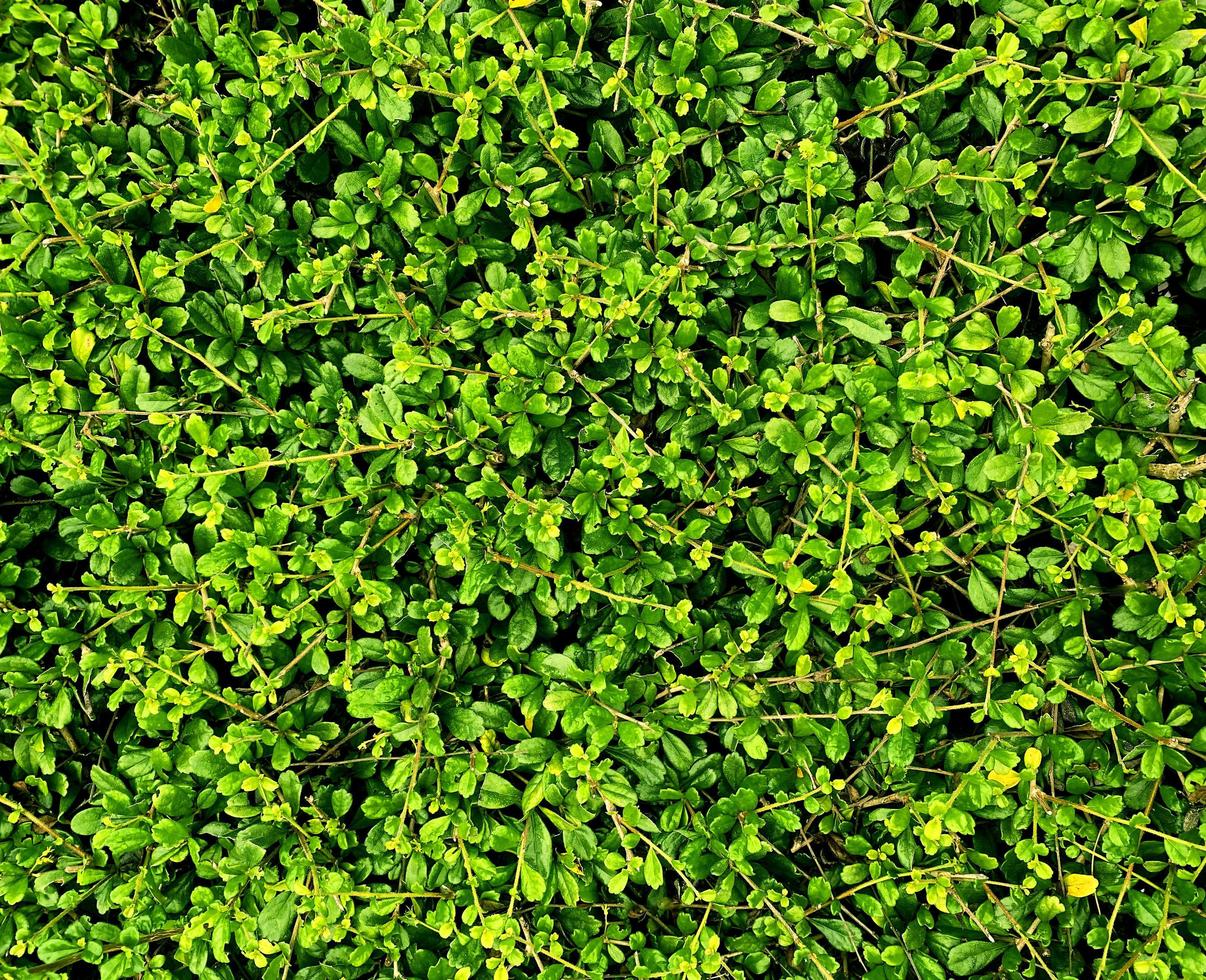leaf in dark green texture, abstract pattern nature background.used for making backgrounds or wallpapers with space for text. photo