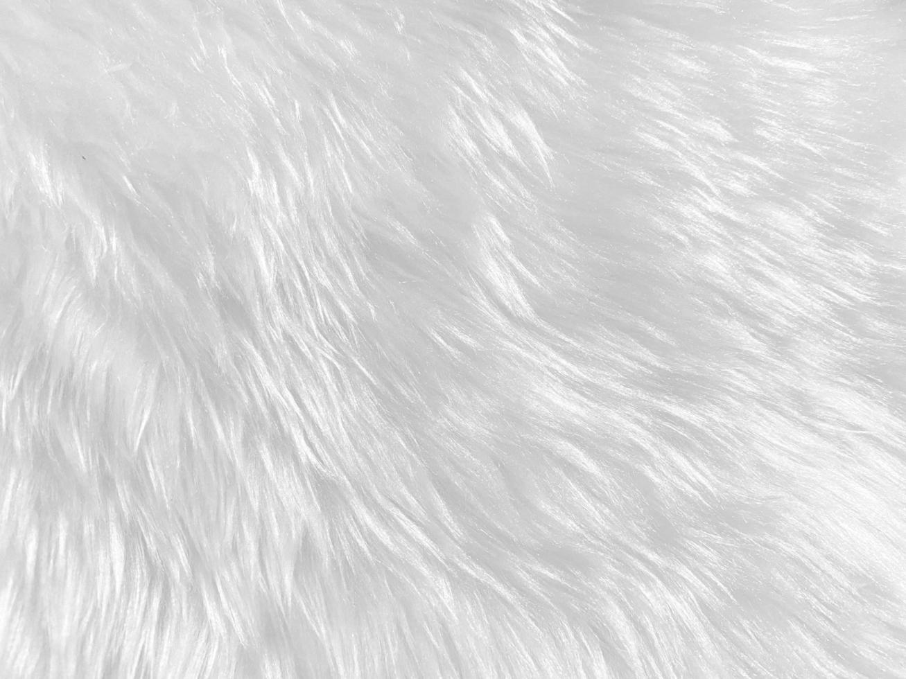 White clean wool  texture background. light natural sheep wool. white seamless cotton. texture of fluffy fur for designers. close-up fragment white wool carpet. photo