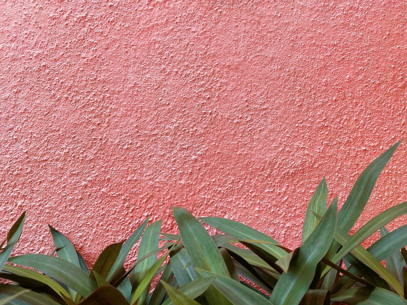 Seamless texture of orange cement wall a rough surface,There are decorative leaves below. With space for text, cement wallpaper,for a background. photo