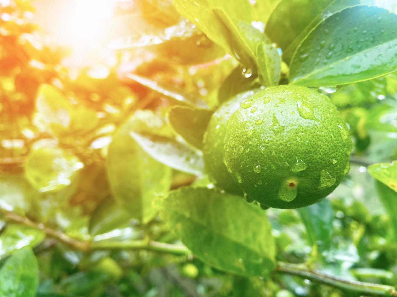 green lemon or lime on the branches of the lime tree has a green background, it looks natural. photo