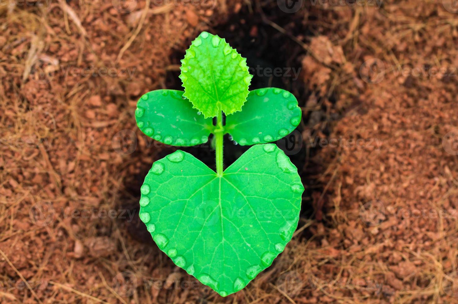 top view seedling melon growing in field photo