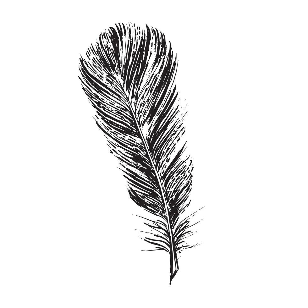 Feathers on white background. Hand drawn sketch style. Vector. 15238114 ...