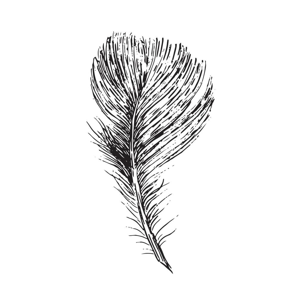 Feathers on white background. Hand drawn sketch style. Vector. vector