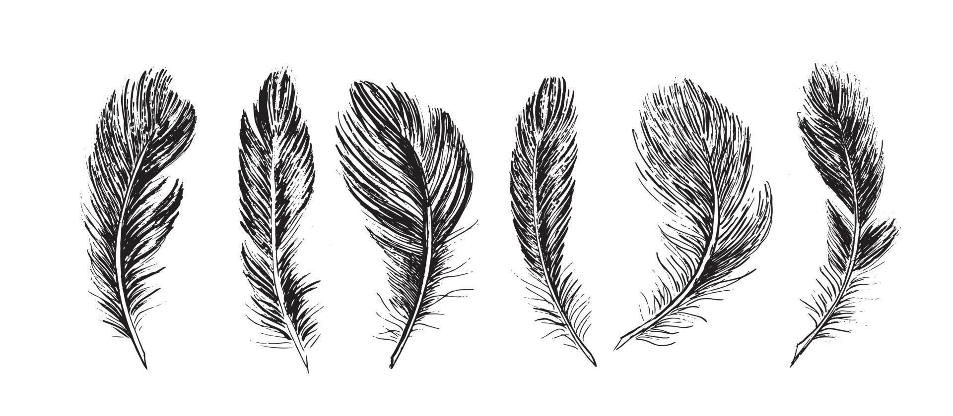 plumas sobre fondo blanco. estilo de boceto dibujado a mano. vector