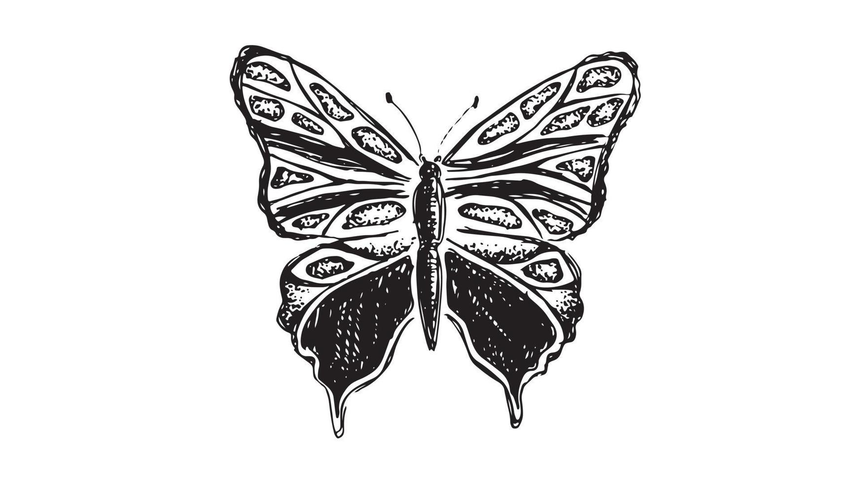 Butterfly hand drawn vector illustrations.
