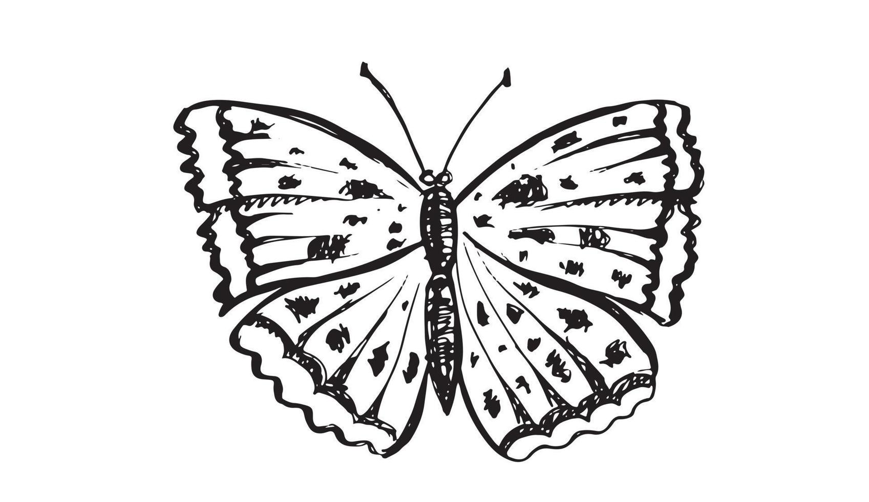 ilustraciones vectoriales dibujadas a mano de mariposas. vector