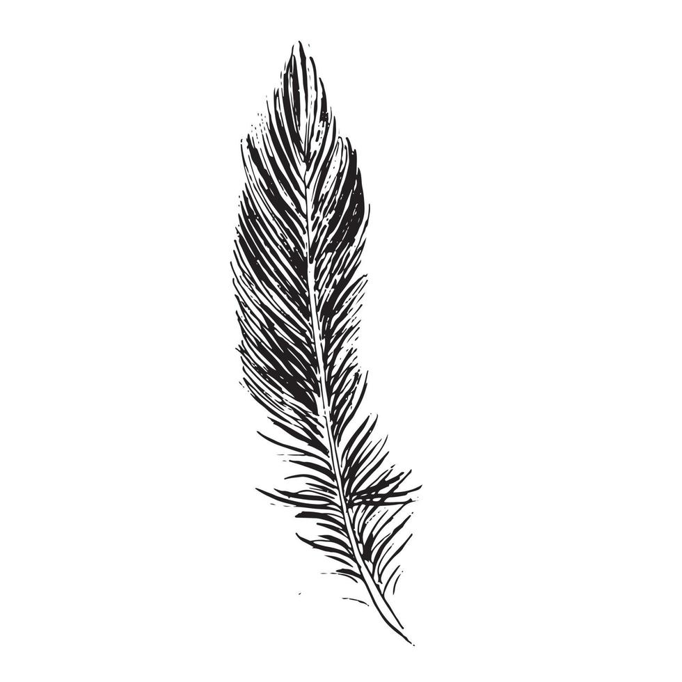 Feathers on white background. Hand drawn sketch style. Vector. vector