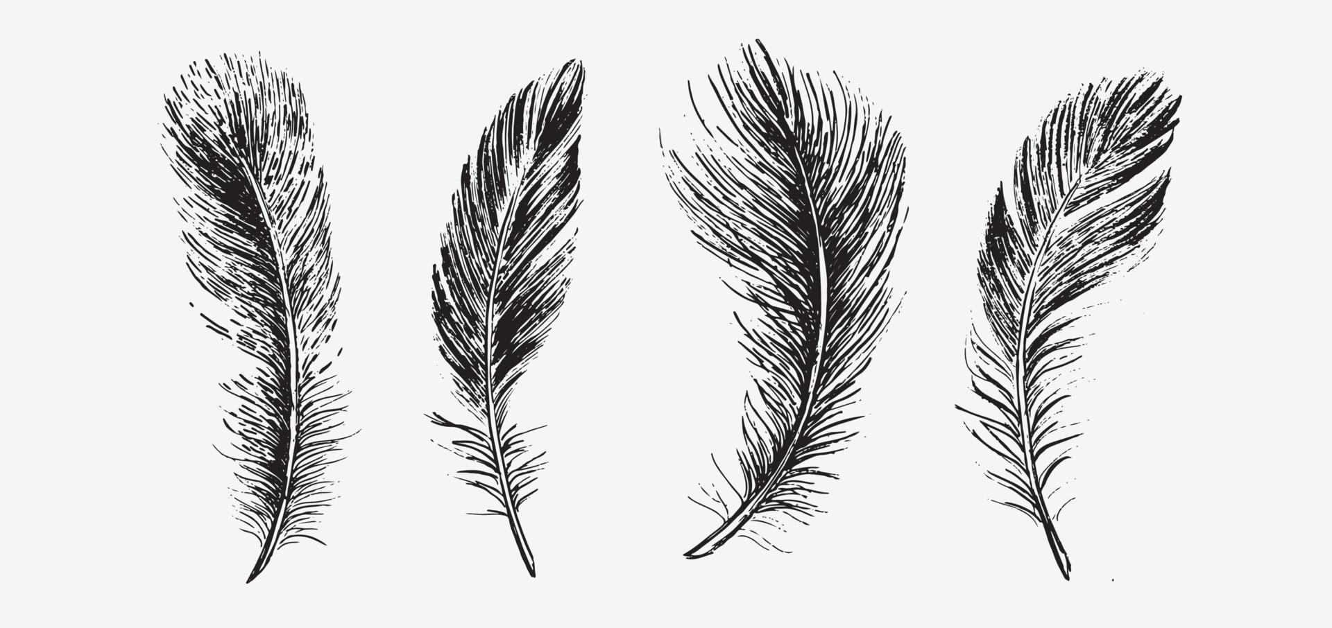 Feathers on white background. Hand drawn sketch style. vector