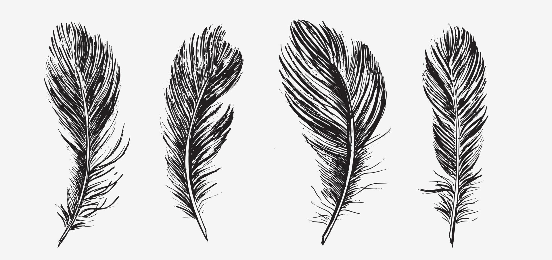 Feathers on white background. Hand drawn sketch style. Vector. vector
