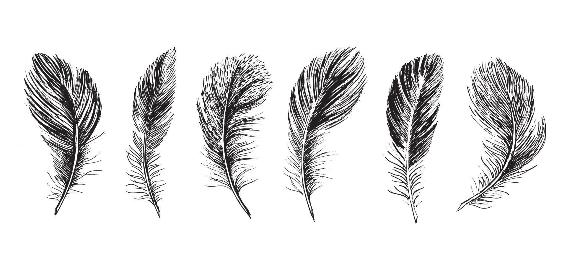 Feathers on white background. Hand drawn sketch style. Vector. vector