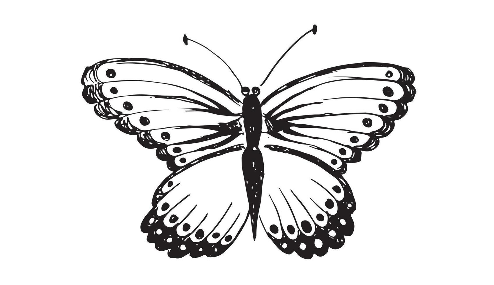 ilustraciones vectoriales dibujadas a mano de mariposas. vector