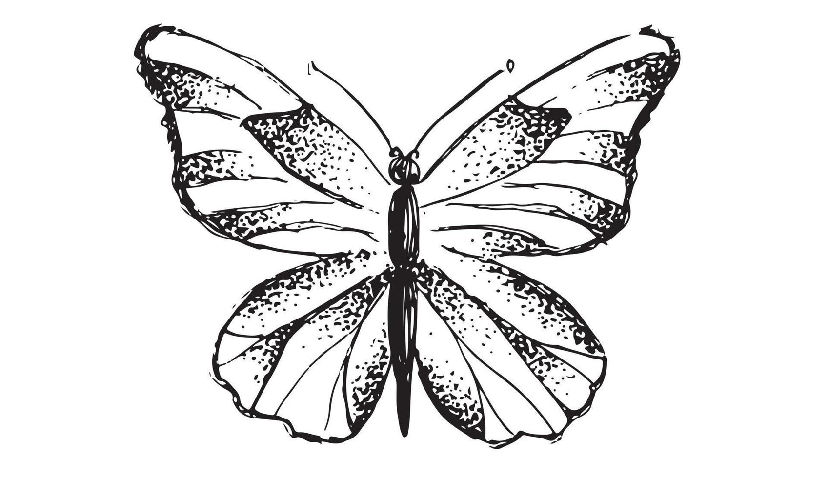 ilustraciones vectoriales dibujadas a mano de mariposas. vector