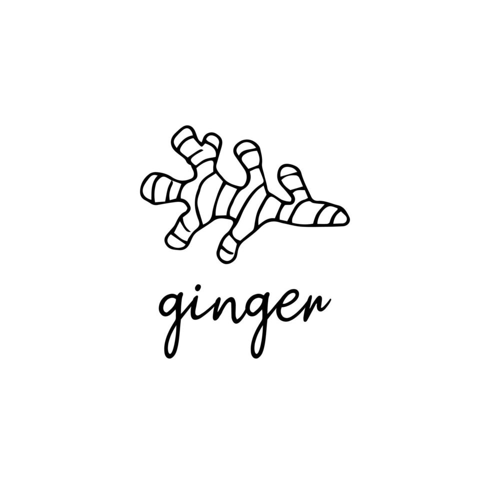 Ginger root spice in the style of doodle vector