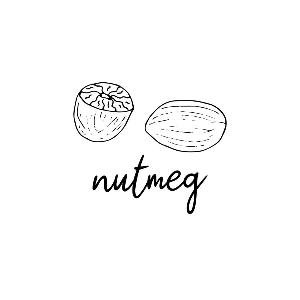 Nutmeg spice in the style of doodle vector