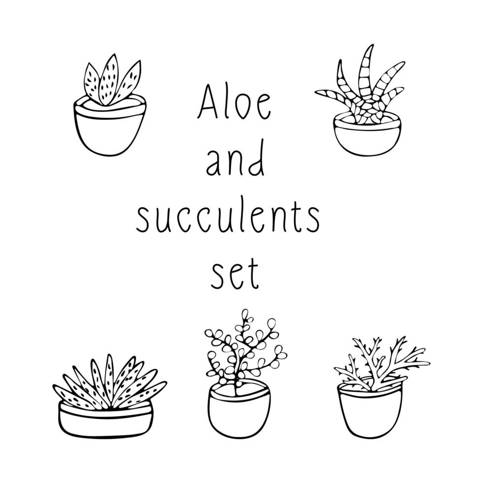 A set of succulents and scarlet in pots vector