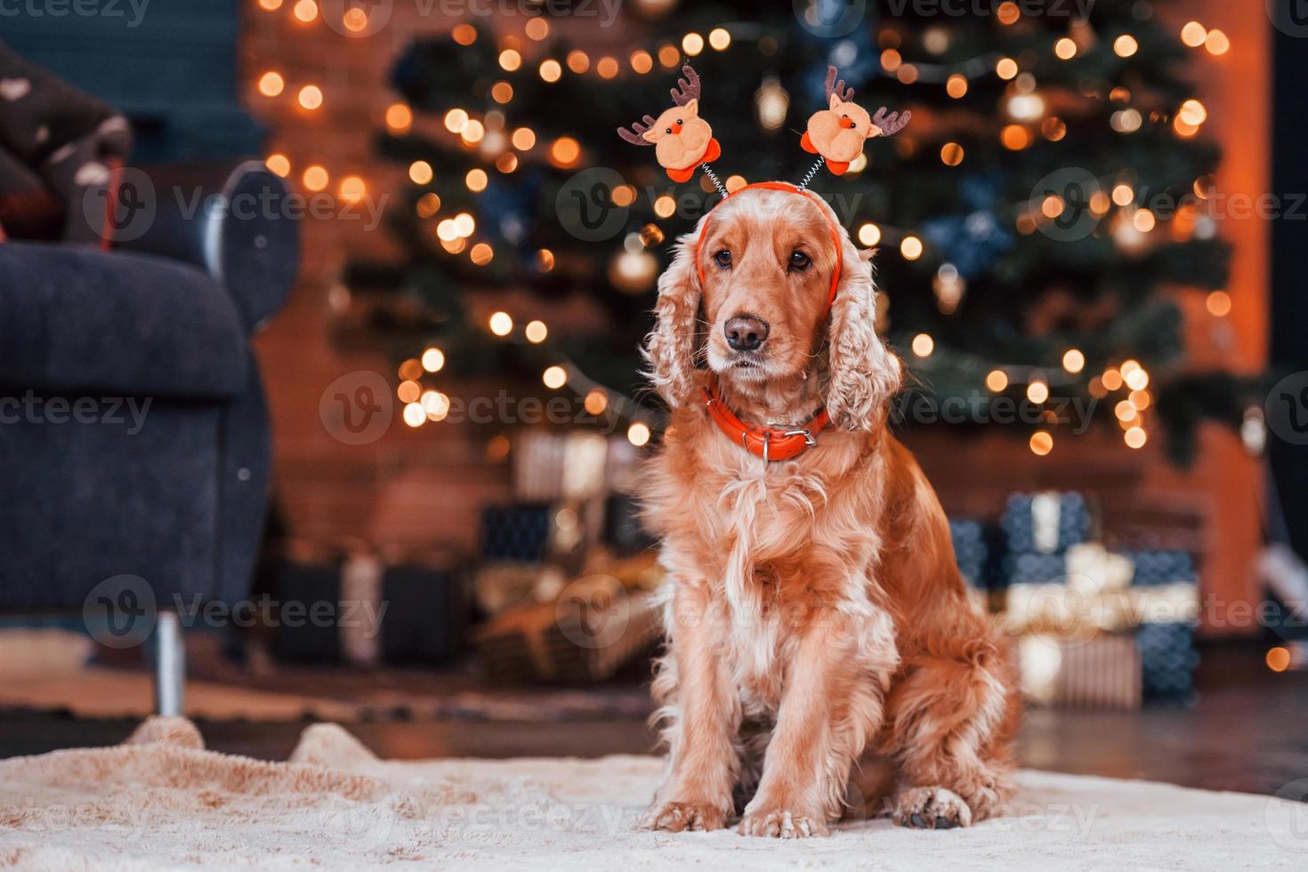 Portrait of cute dog with new year toy on head indoors in festive christmas decorated room photo